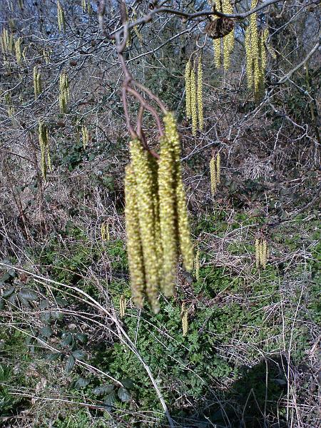 Catkins-1.jpg