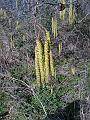 Catkins-1