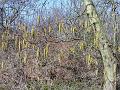 Catkins-2